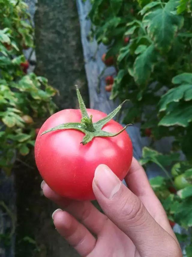 跃瞳 第2页