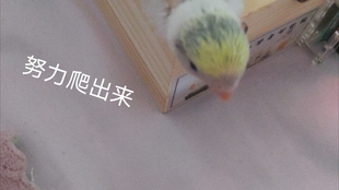 小鹦鹉台风最早情况深度解析与探讨
