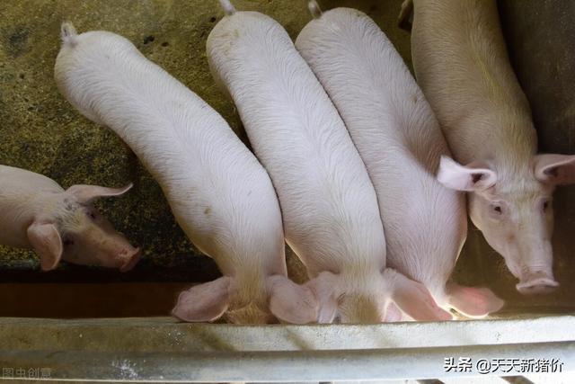 山东省最早猪价及其影响分析概述