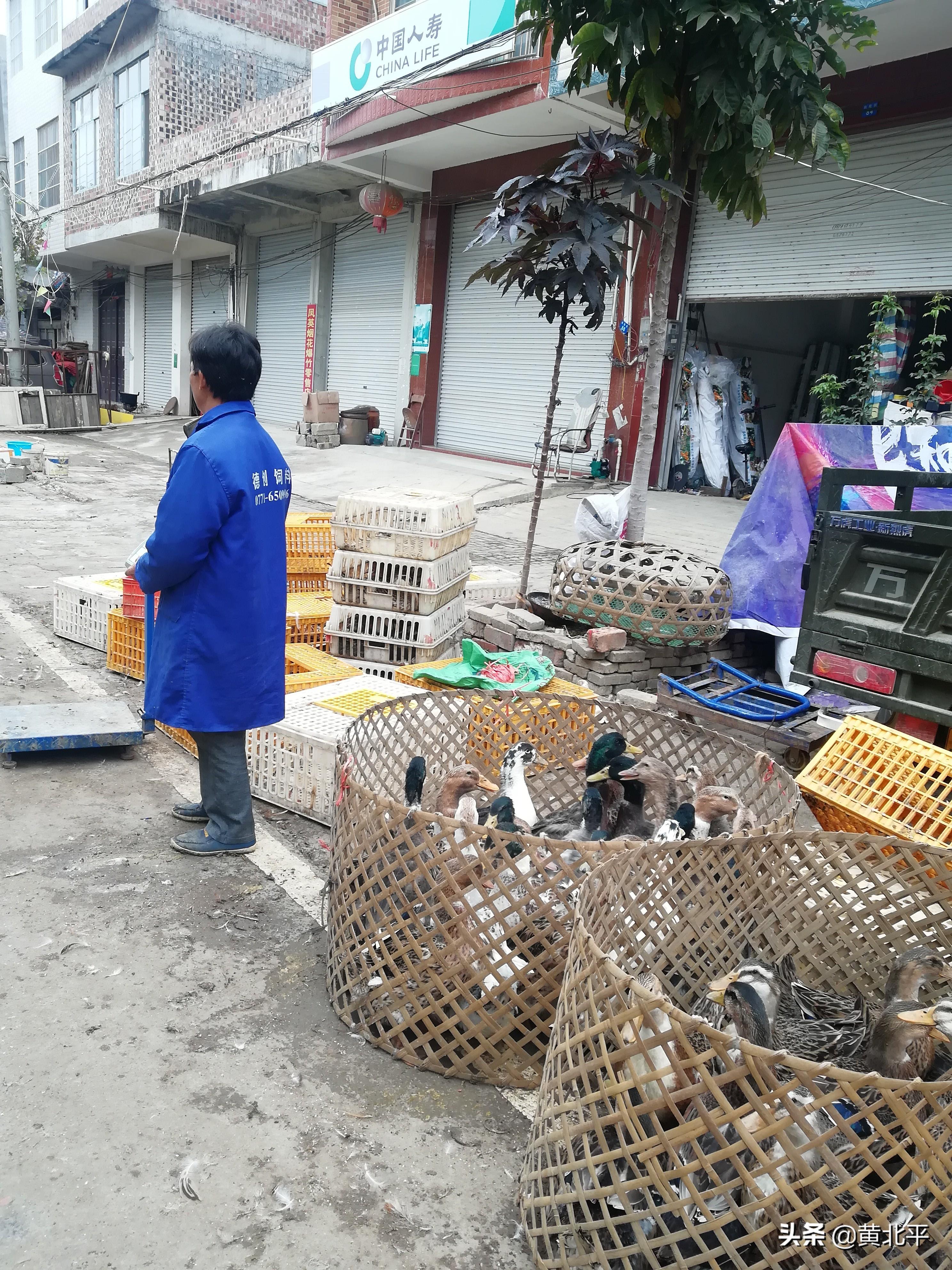 广西猪肉最新价格动态及今日行情分析